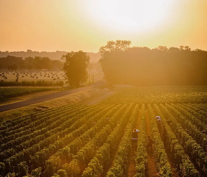 Carrossel Produtores - Château Margaux 06