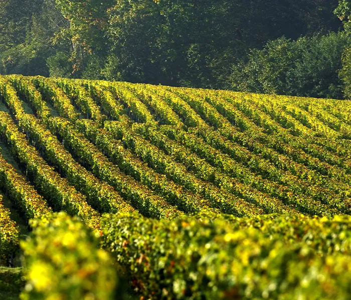 Carrossel Produtores - Larrivet Haut-Brion 09