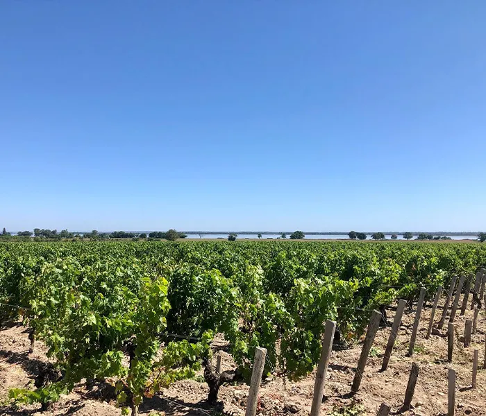 Carrossel Produtores - Léoville Las Cases 02