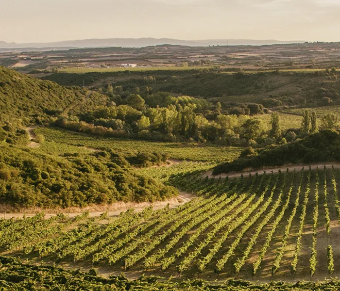 Carrossel Produtores - Arínzano 09