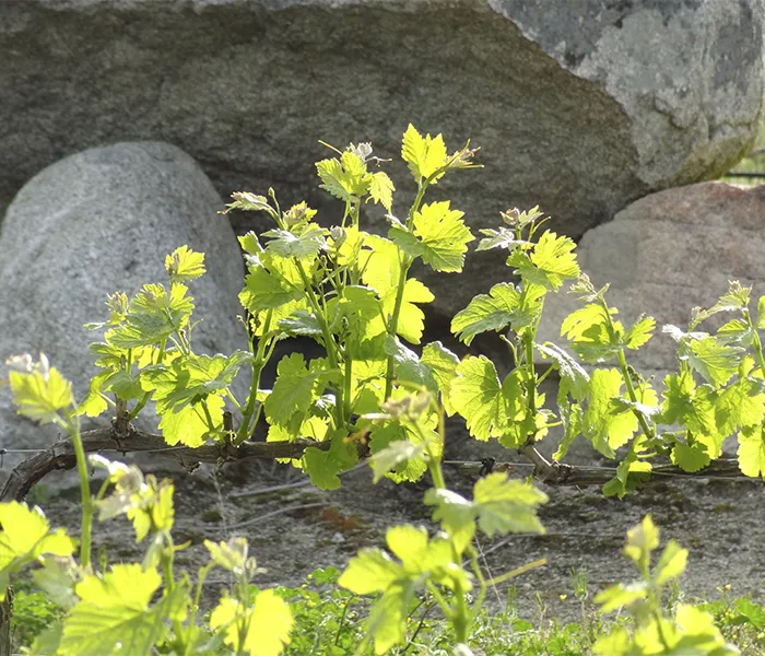 Carrossel Produtores - Pêra-Grave 06