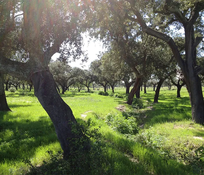 Carrossel Produtores - Pêra-Grave 07