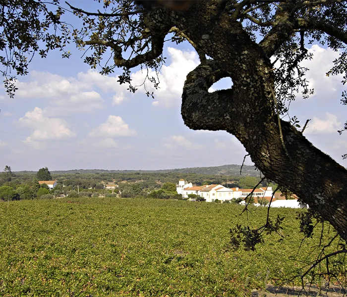 Carrossel Produtores - Pêra-Grave 08