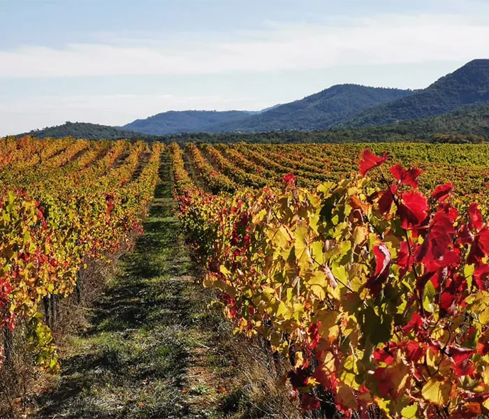 Carrossel Produtores - Triennes 05