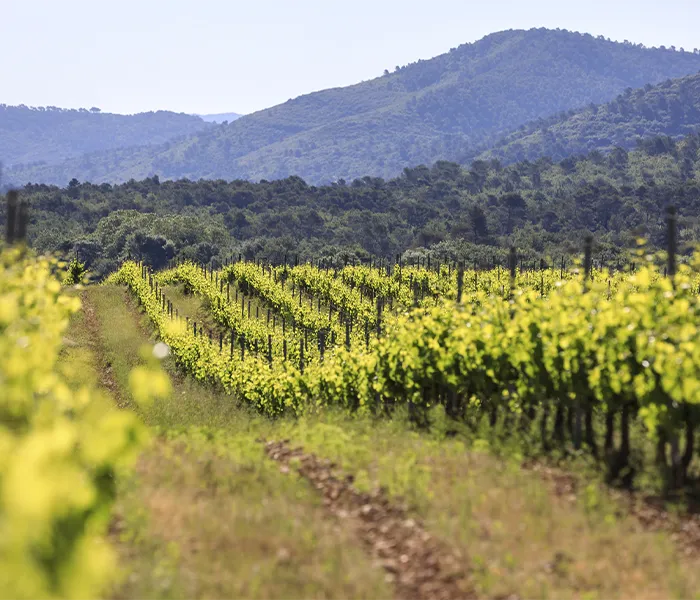 Carrossel Produtores - Triennes 09
