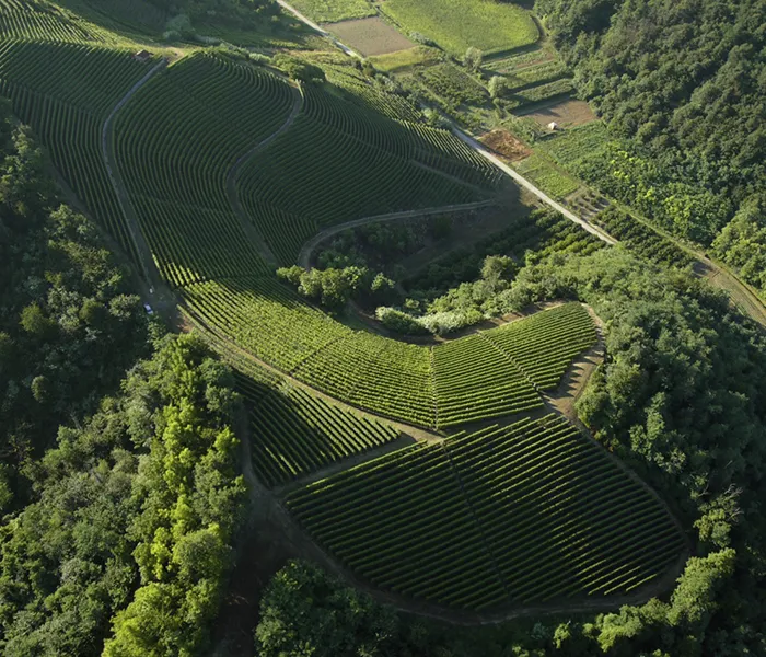 Carrossel Produtores - Luciano Sandrone 01