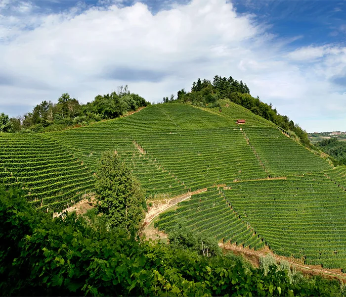 Carrossel Produtores - Luciano Sandrone 06