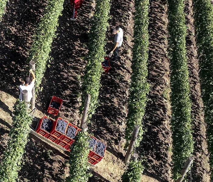 Carrossel Produtores - Luciano Sandrone 07