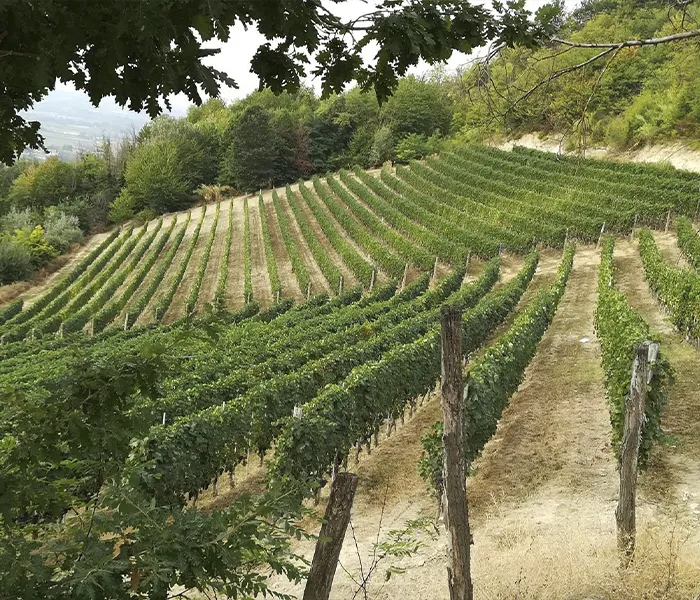 Carrossel Produtores - Luciano Sandrone 09