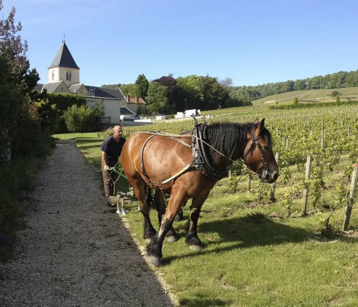 Carrossel Produtores - Delamotte 04