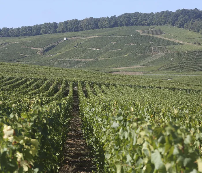 Carrossel Produtores - Delamotte 05