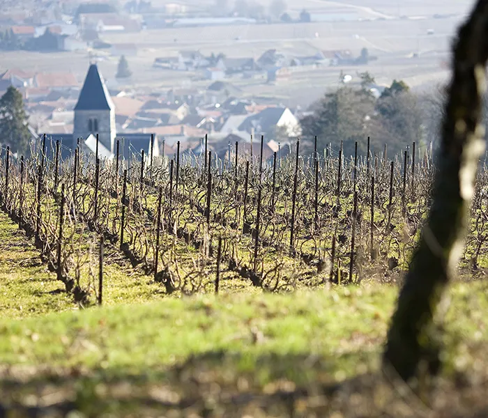 Carrossel Produtores - Delamotte 07