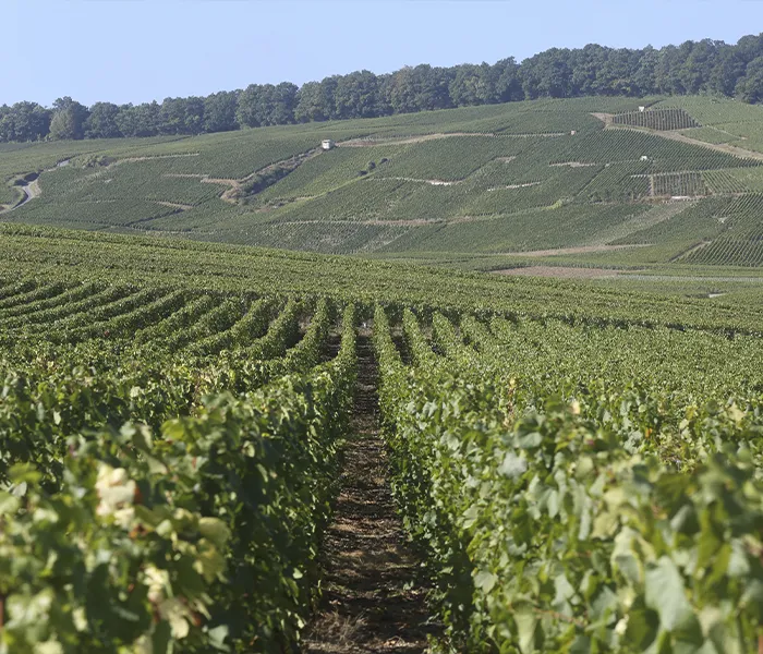 Carrossel Produtores - Salon 02