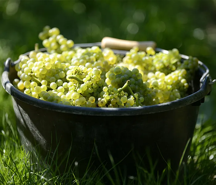 Carrossel Produtores - Salon 03