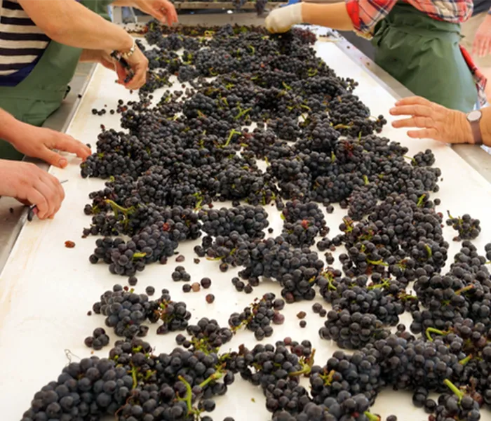 Carrossel Produtores - Hudelot-Noellat 05