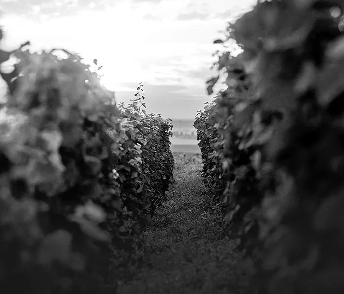 Carrossel Produtores - Hudelot-Noellat 06