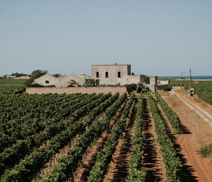 Carrossel Produtores - Tenute Rubino - Foto 01