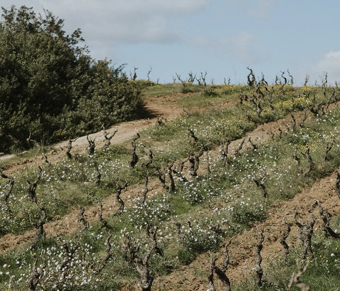 Carrossel Produtores - Tenute Rubino - Foto 02