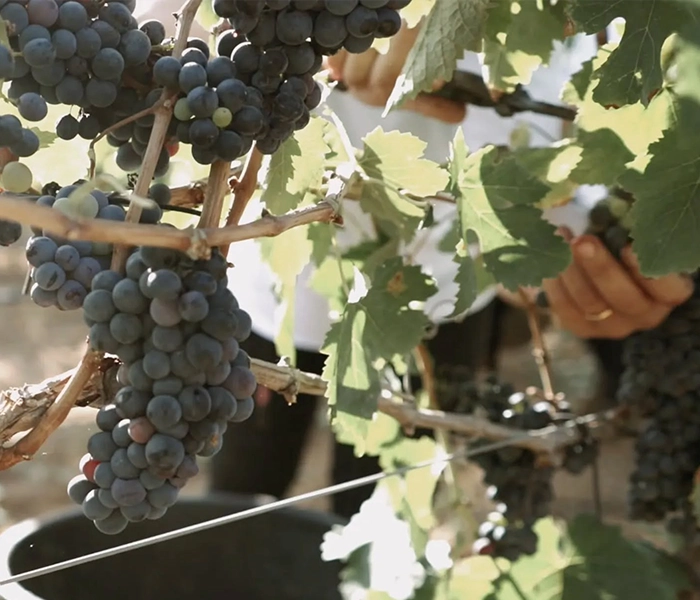 Carrossel Produtores - Tenute Rubino - Foto 03