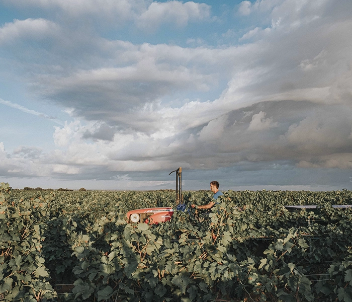Carrossel Produtores - Tenute Rubino - Foto 04