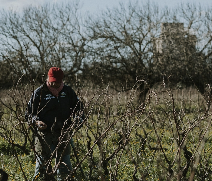 Carrossel Produtores - Tenute Rubino - Foto 05