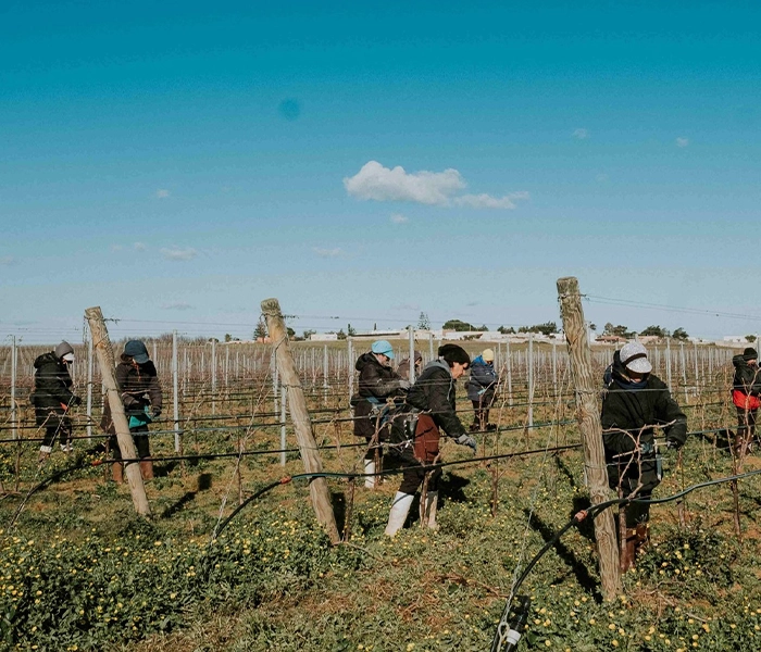 Carrossel Produtores - Tenute Rubino - Foto 06