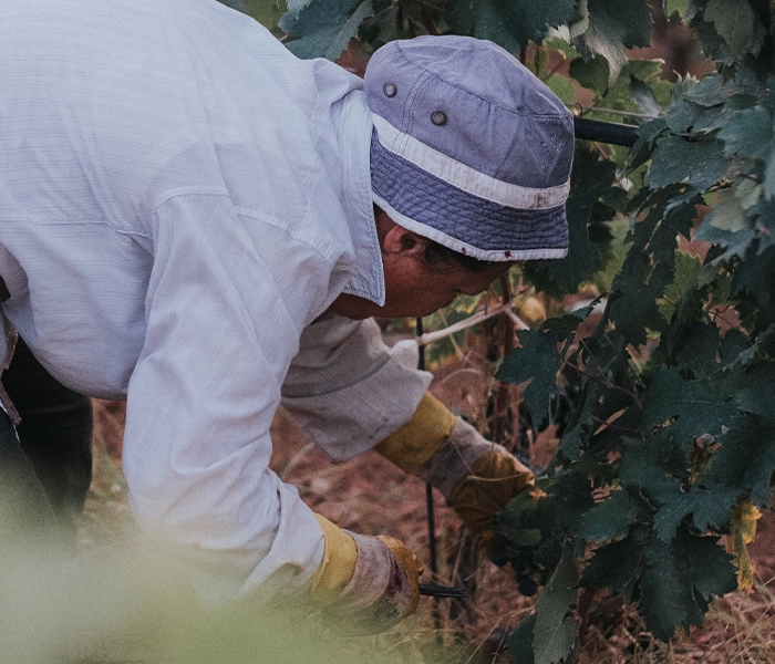 Carrossel Produtores - Tenute Rubino - Foto 07