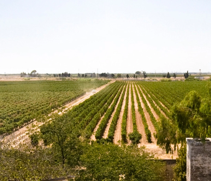 Carrossel Produtores - Tenute Rubino - Foto 09