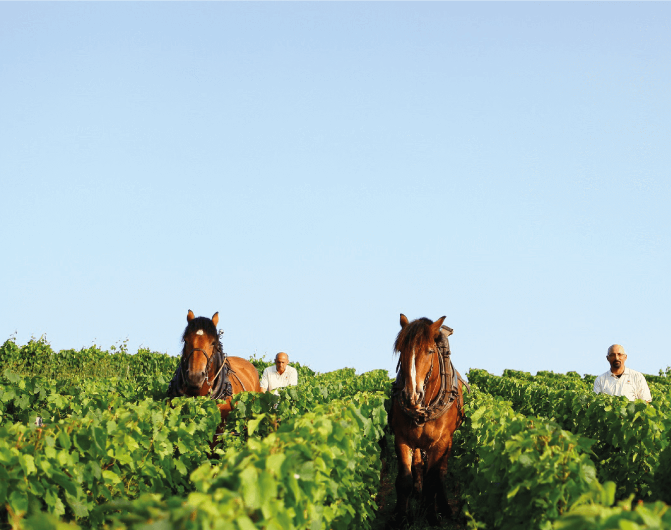 philipponnat-gallery-1