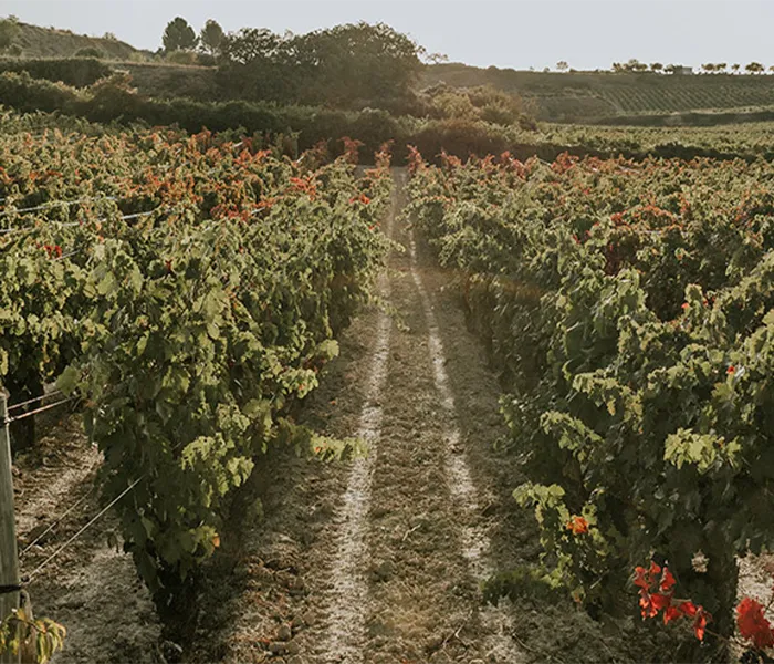 Carrossel Produtores - Artadi 05