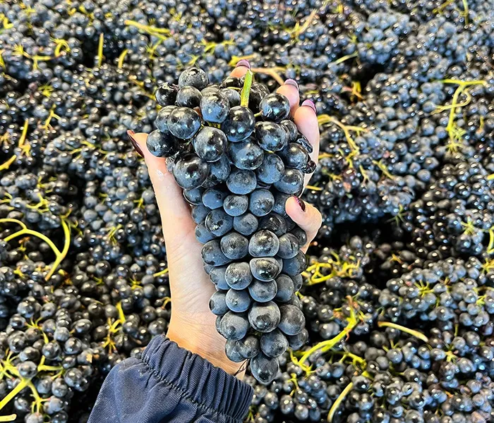 Carrossel Produtores - Ca di Press 10