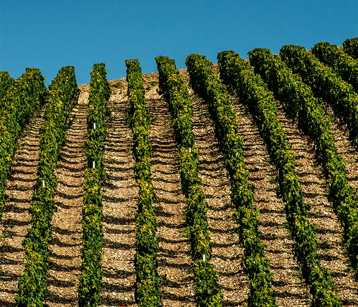 Carrossel Produtores - La Chablisienne 05