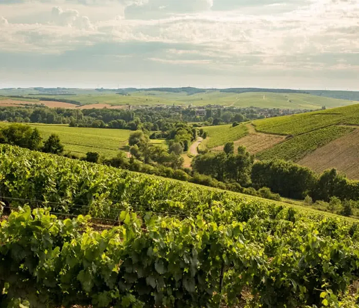 Carrossel Produtores - La Chablisienne 06