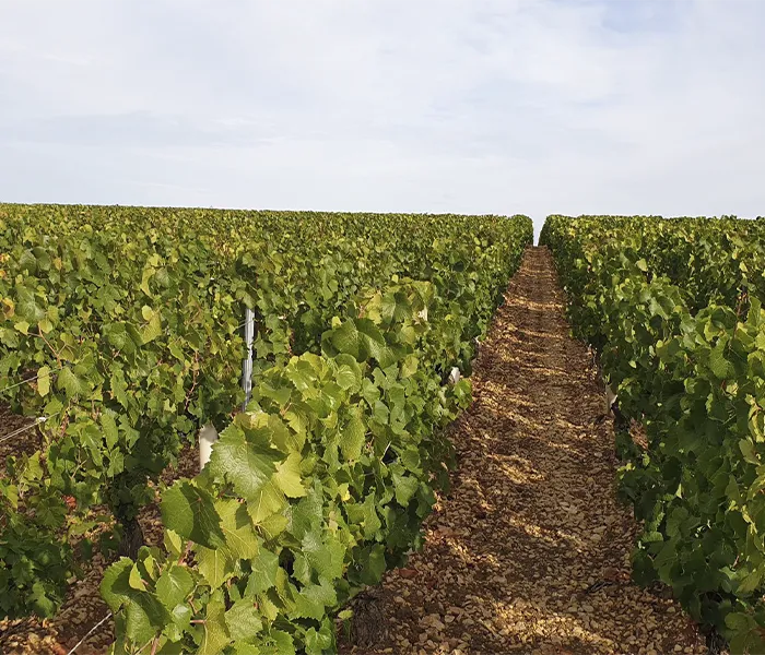 Carrossel Produtores - La Chablisienne 07