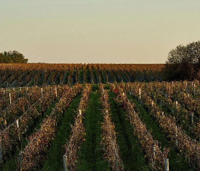 Carrossel Produtores - Pichon-Longueville Comtesse Lalande 01