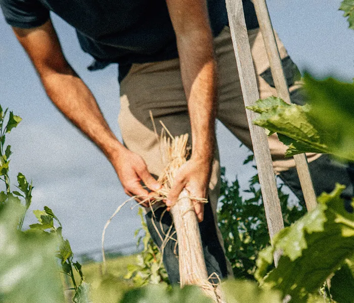 Carrossel Produtores - Pichon-Longueville Comtesse Lalande 02