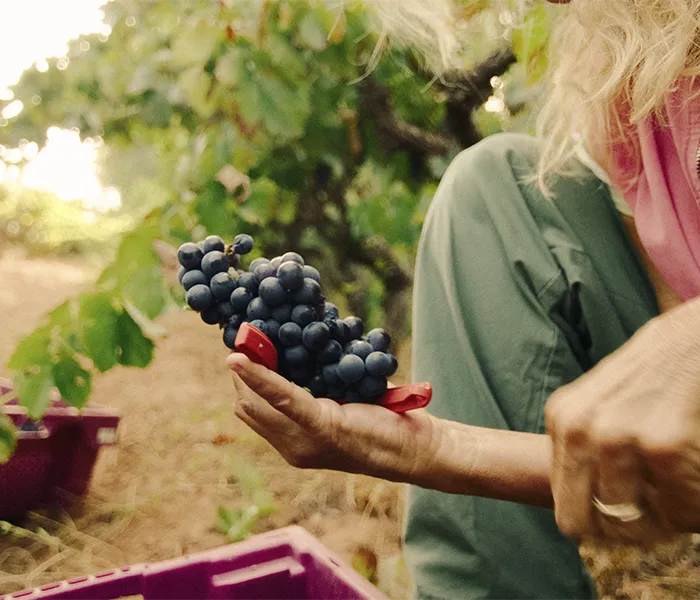 Carrossel Produtores - Quinta do Paraíso 02