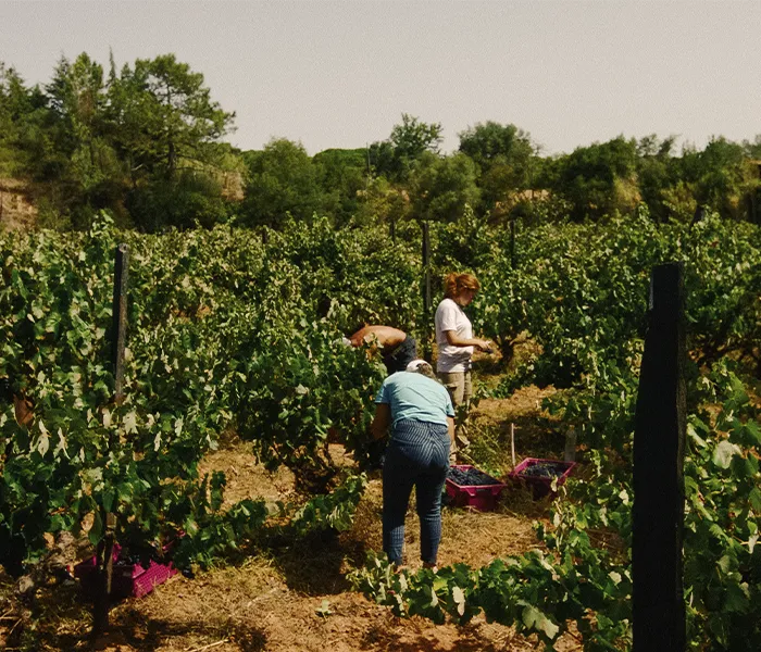 Carrossel Produtores - Quinta do Paraíso 05