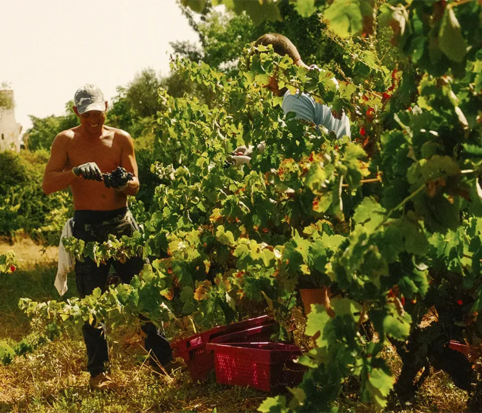 Carrossel Produtores - Quinta do Paraíso 08