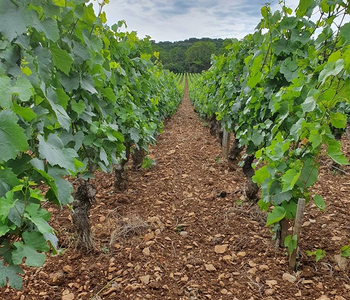 Carrossel Produtores - Dureuil-Janthial 05