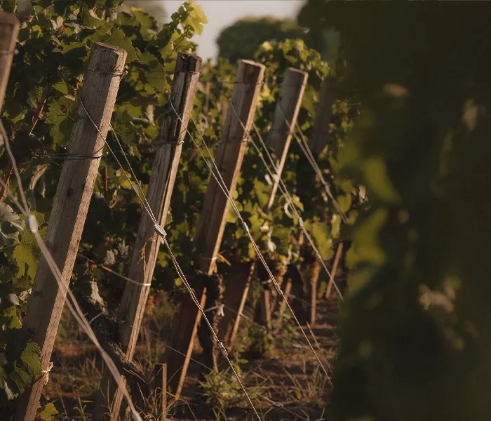 Carrossel Produtores - Fonroque 03