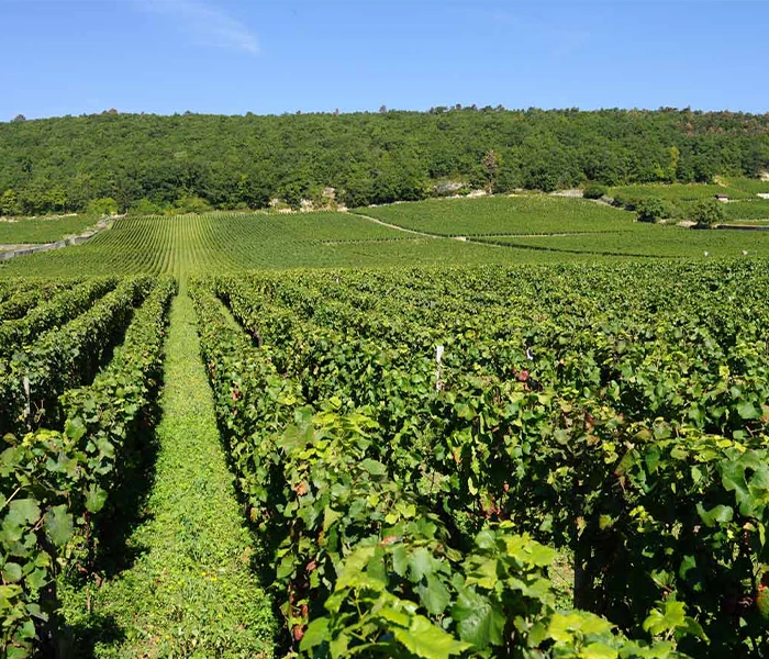 Carrossel Produtores -Fourrier 08