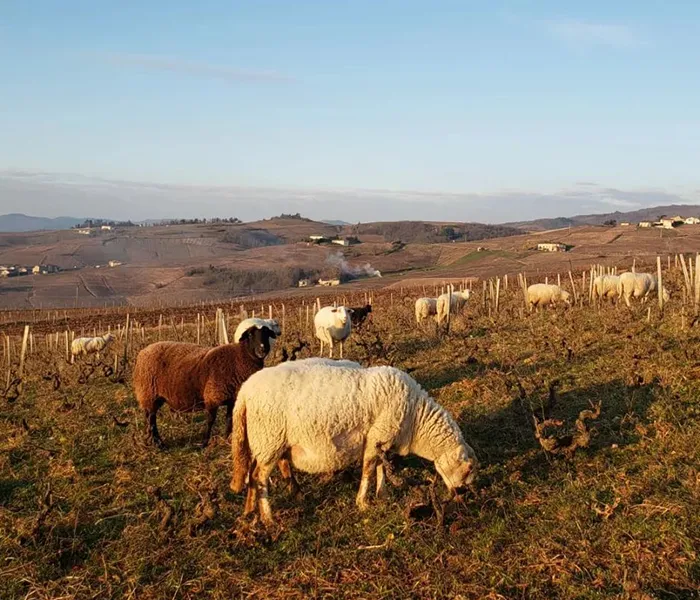 Carrossel Produtores - Lafarge Vial 03