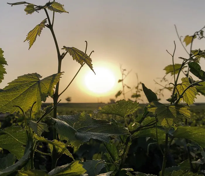 Carrossel Produtores - Michel Niellon 01