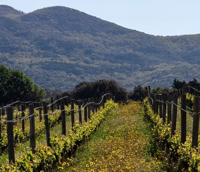 Carrossel Produtores - Ornellaia 03