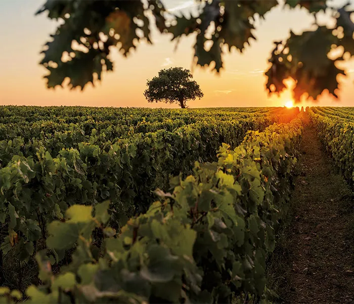 Carrossel Produtores - Ornellaia 05