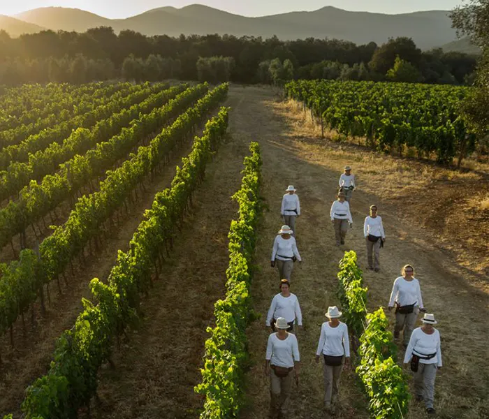 Carrossel Produtores - Ornellaia 08