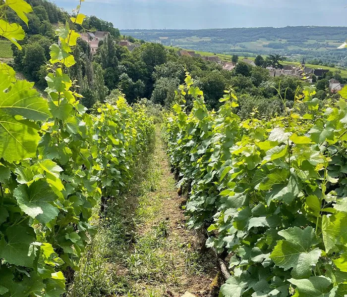 Carrossel Produtores - Cassiopée 03