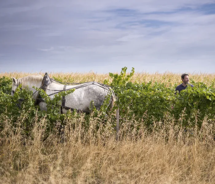 Carrossel Produtores - Chanterêves 02