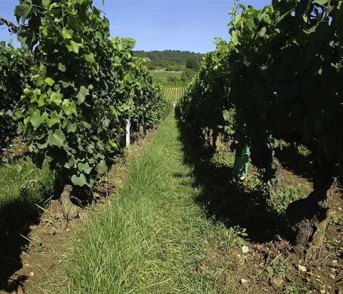 Carrossel Produtores - Chanterêves 04